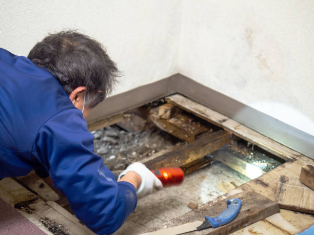 Best Basement Mold Remediation in East Ithaca, NY
