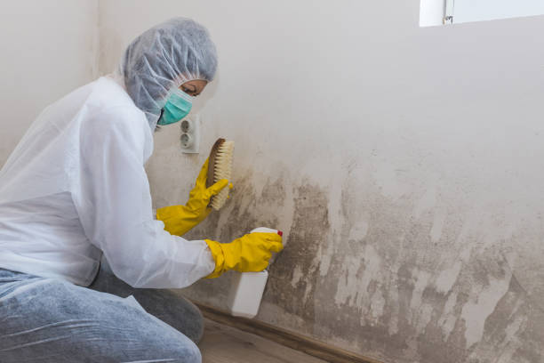 Best Crawl Space Mold Remediation in East Ithaca, NY
