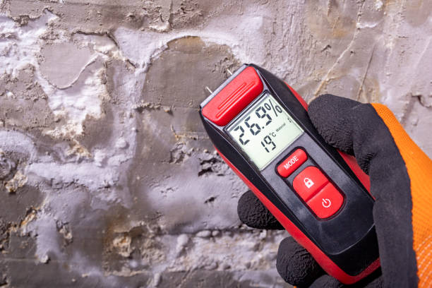 Best Attic Mold Remediation in East Ithaca, NY