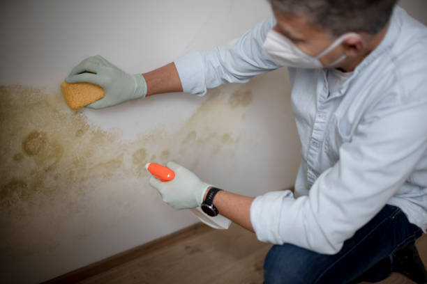 Best Industrial Mold Remediation in East Ithaca, NY