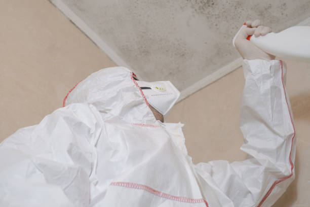Best Residential Mold Remediation in East Ithaca, NY