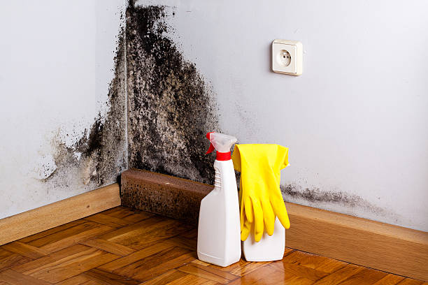 Best HVAC Mold Remediation in East Ithaca, NY
