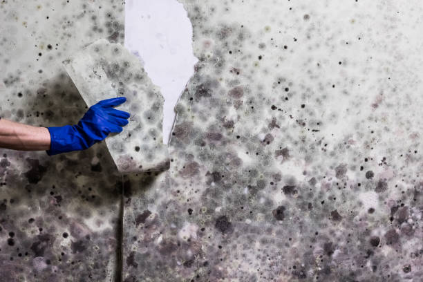 Best Insurance-Related Mold Remediation in East Ithaca, NY